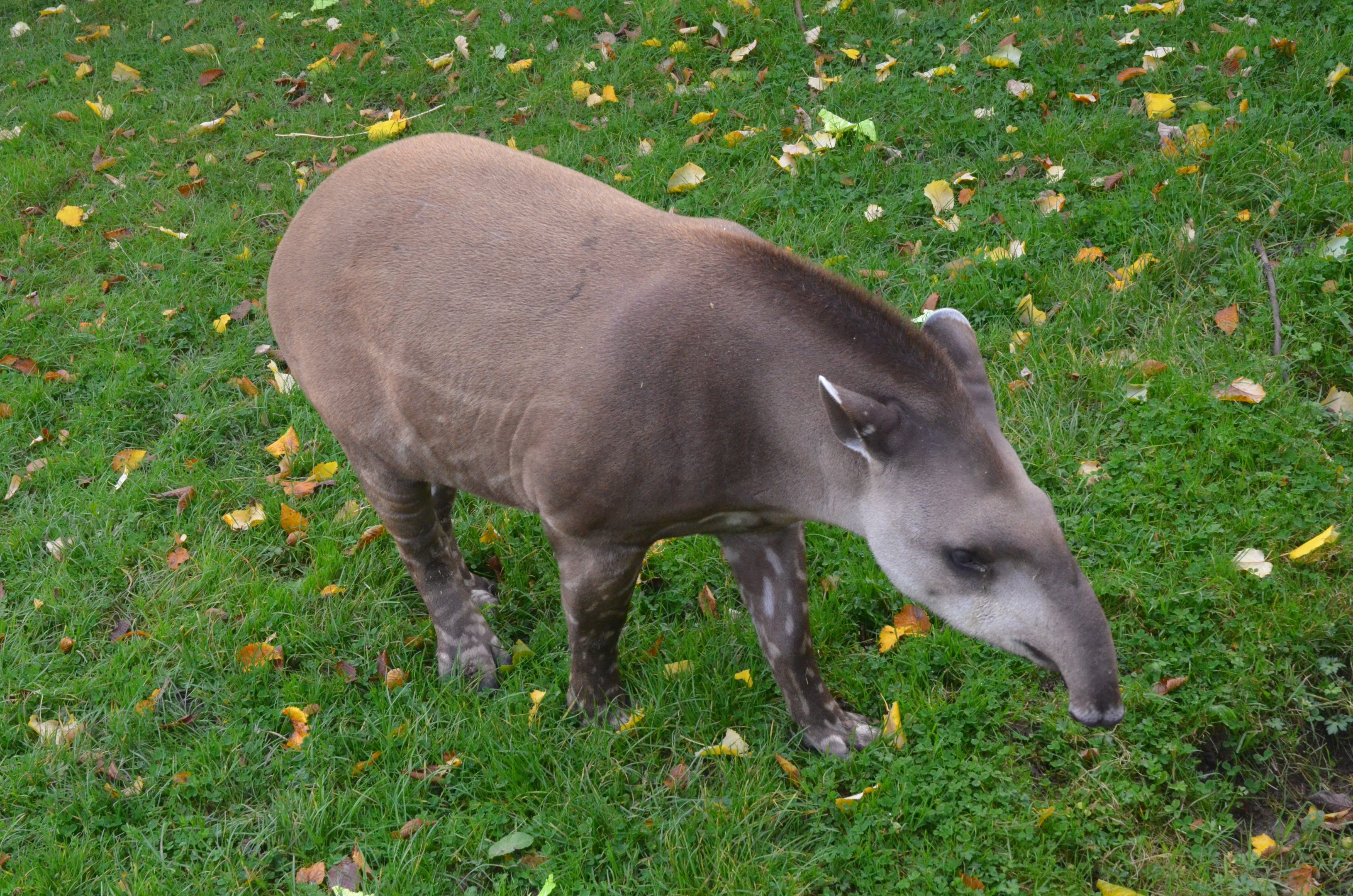 Not-quite-adult Brazilian Tapir at Chester, 30/09/17