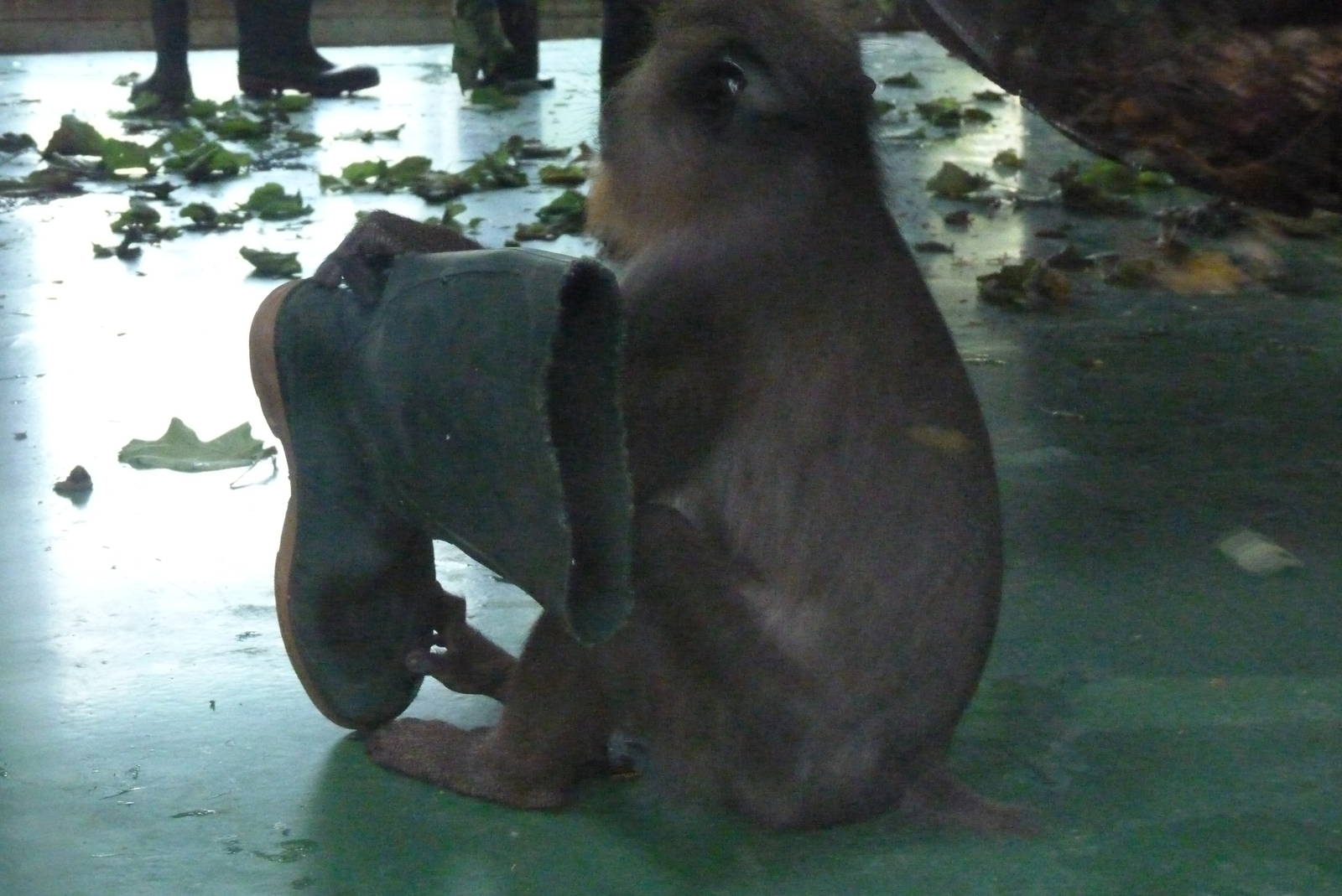 Not quite my size. Mandrill, October 2015