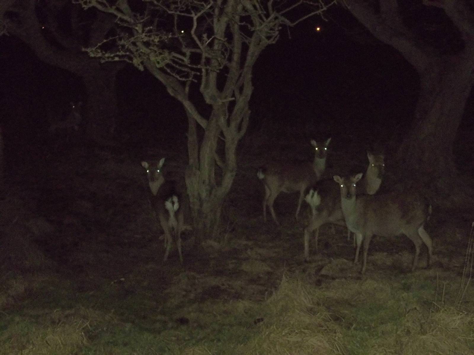 Not Reindeer, 25th December 2014