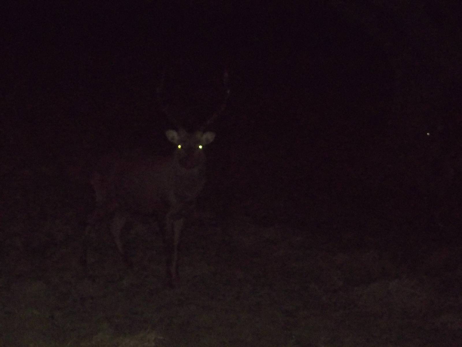 Not Rudolph, 25th December 2014