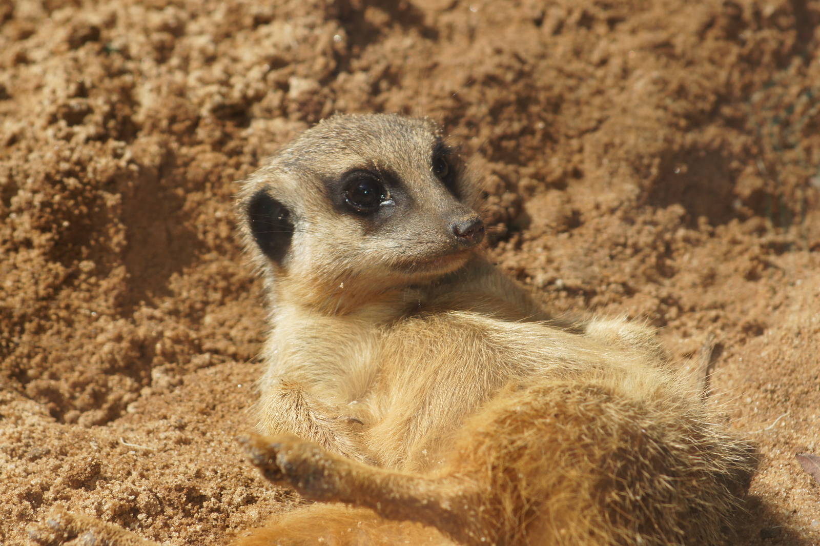 (Not-so-little) meerkat pup