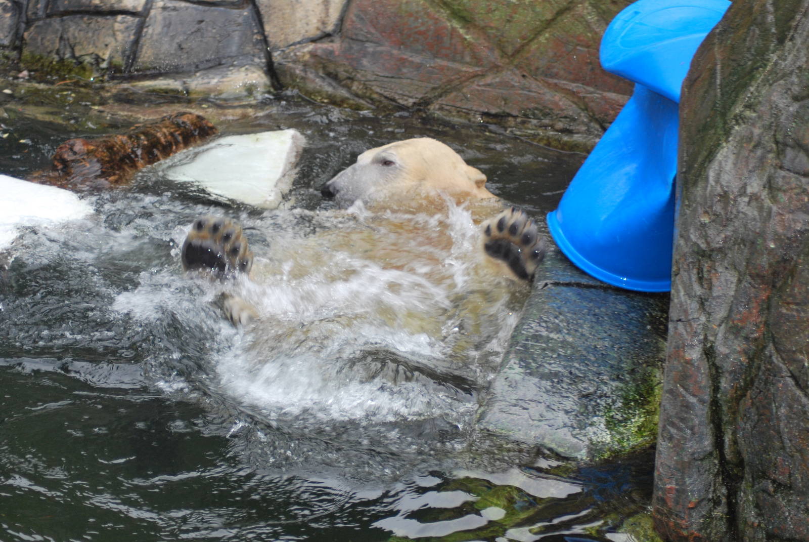 Not so nice to visit the polar bears this Sunday...