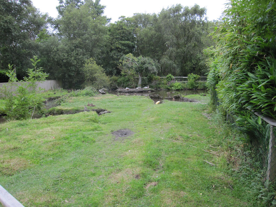 Not sure if those ducks are the residents of this enclosure