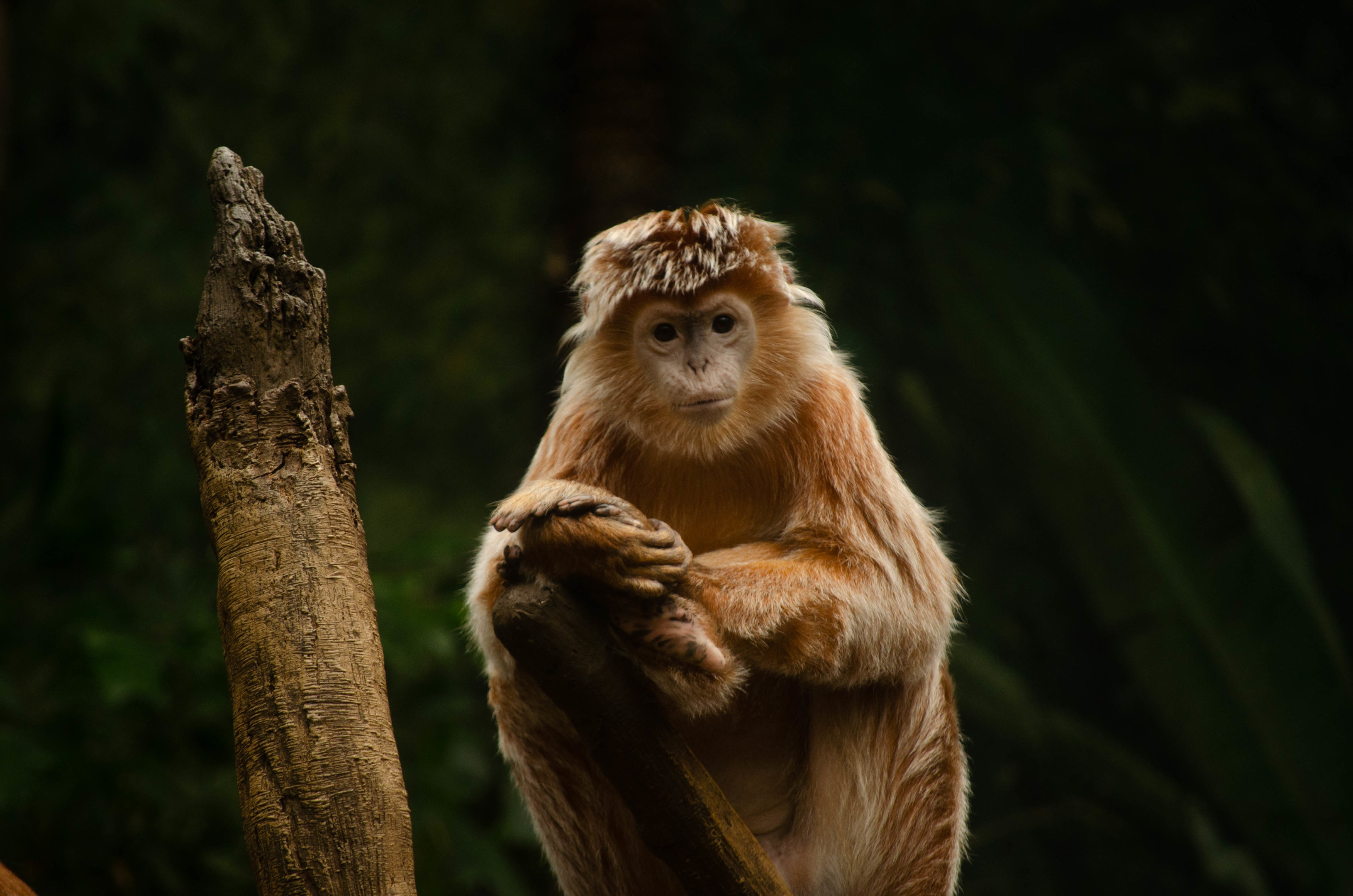 Not sure of this species