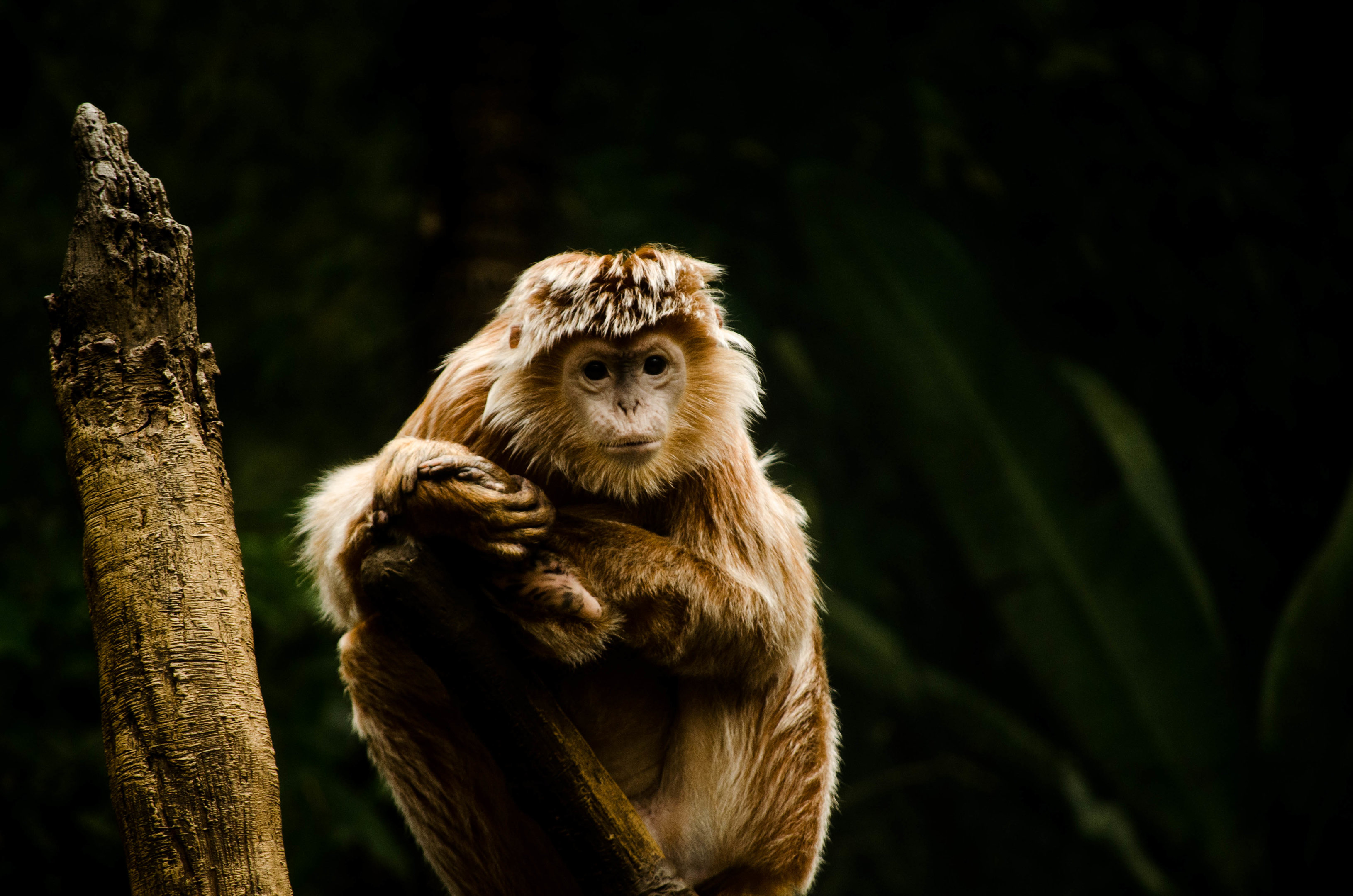 Not sure of this species