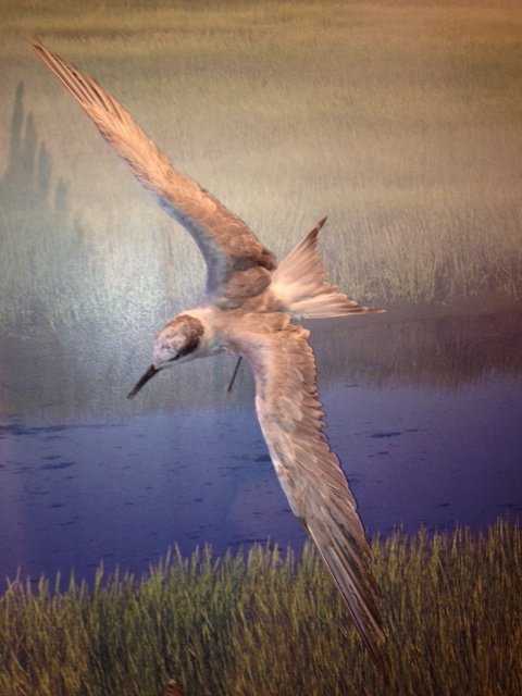 Not sure what species of bird this is