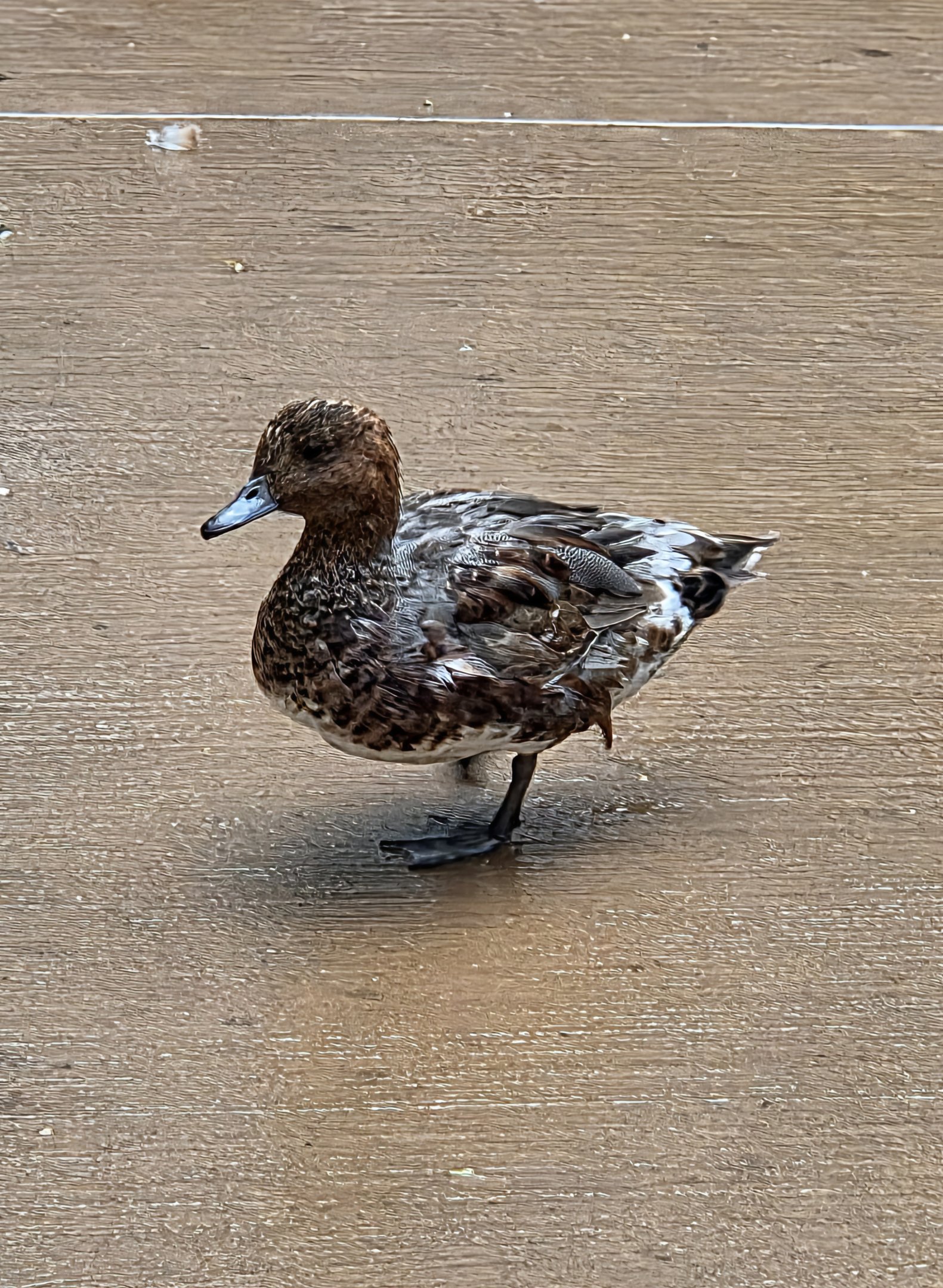 Not sure what these ducks are, can someone identify?