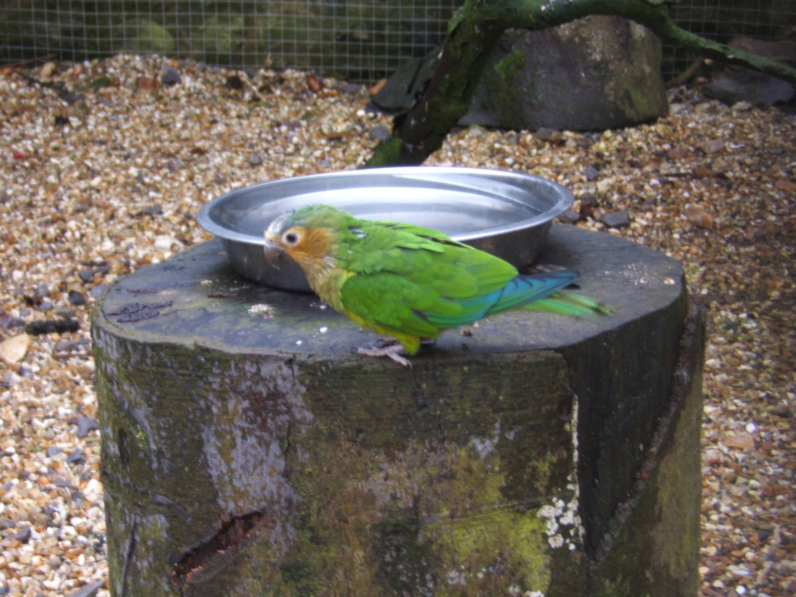 Not sure what type of Parrot is so help please