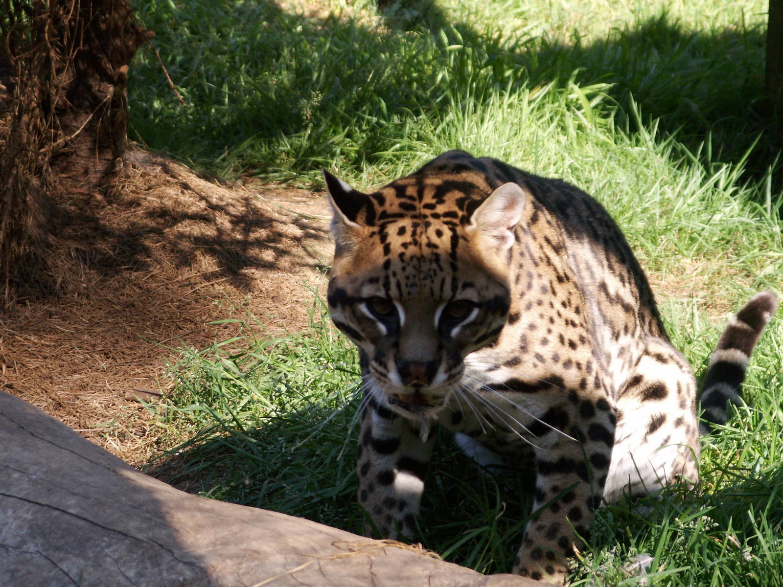 not sure which cat is that....