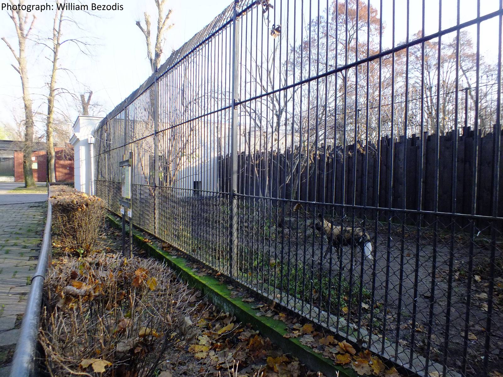 Not the best painted wolf exhibit