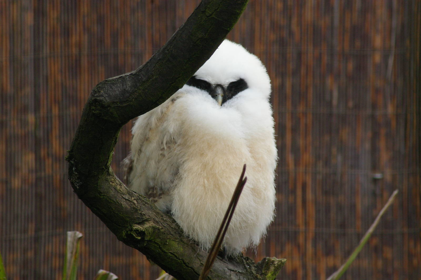 Not the best pic of the Spectacled Owl chick