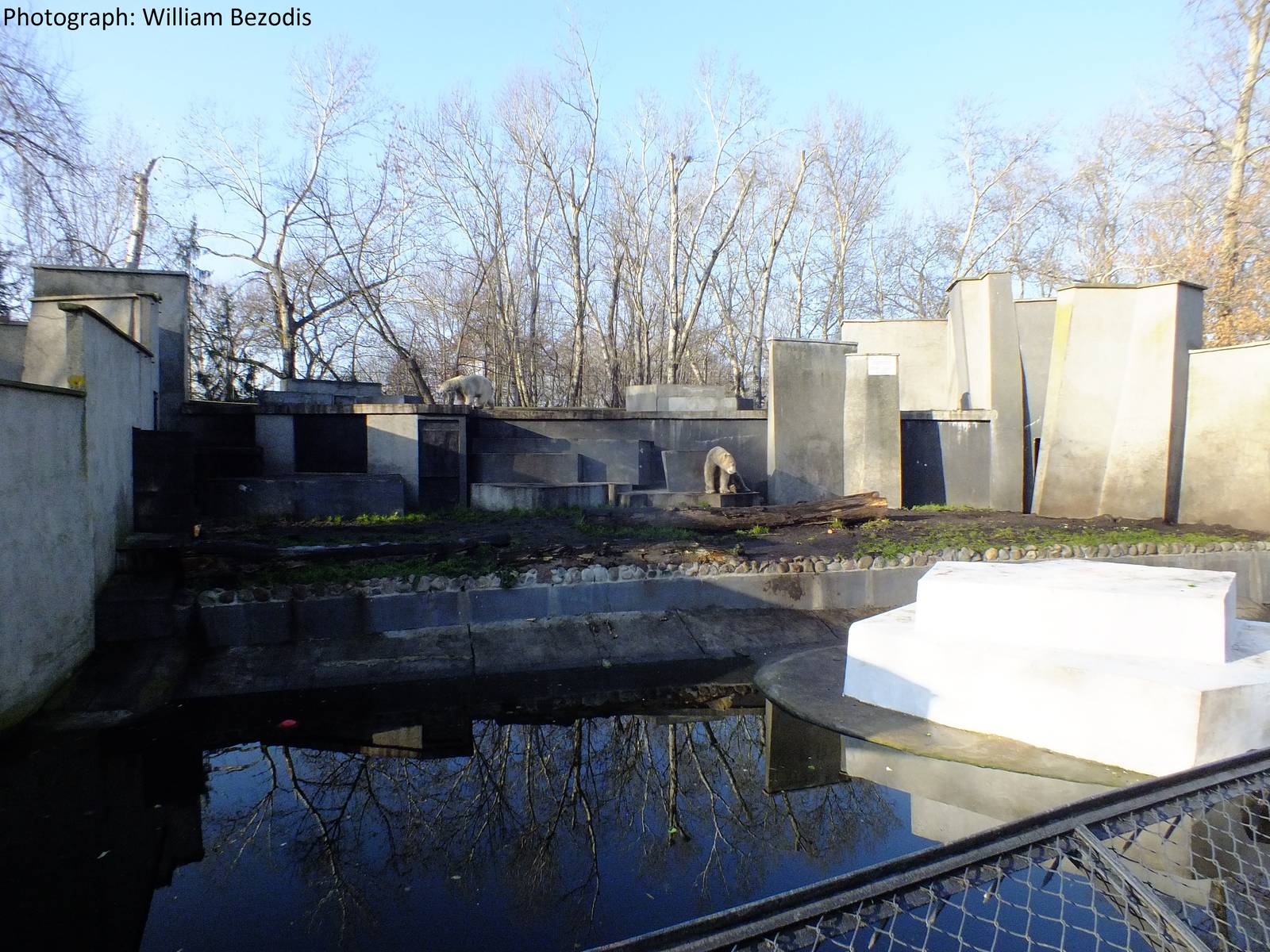 Not the best polar bear exhibit