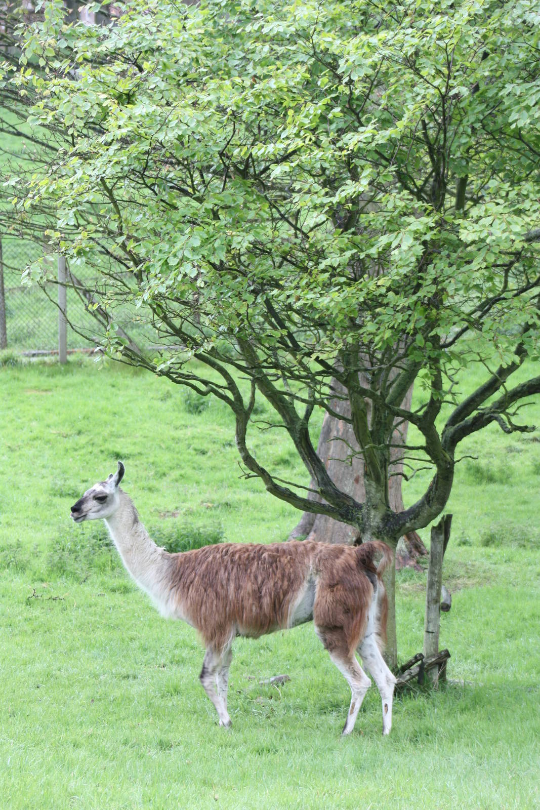 Not the best tree to use for shelter, 11th May 2014