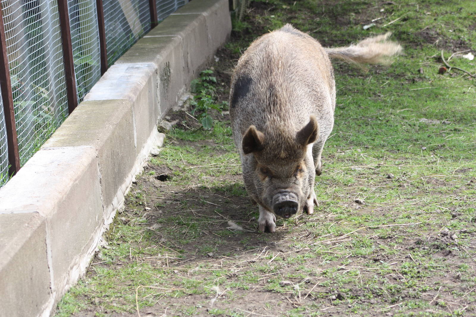 Not to mention Pepper/Peppa, 12th July 2014