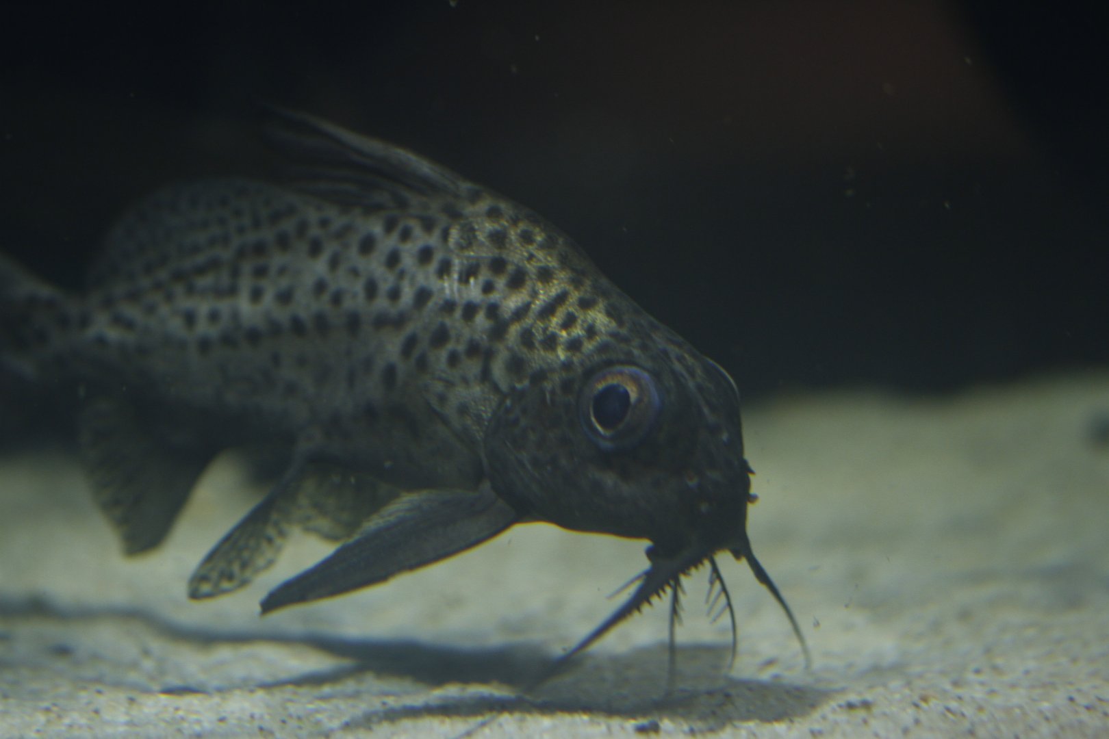 Not-upside-down catfish (Synodontis batensoda)