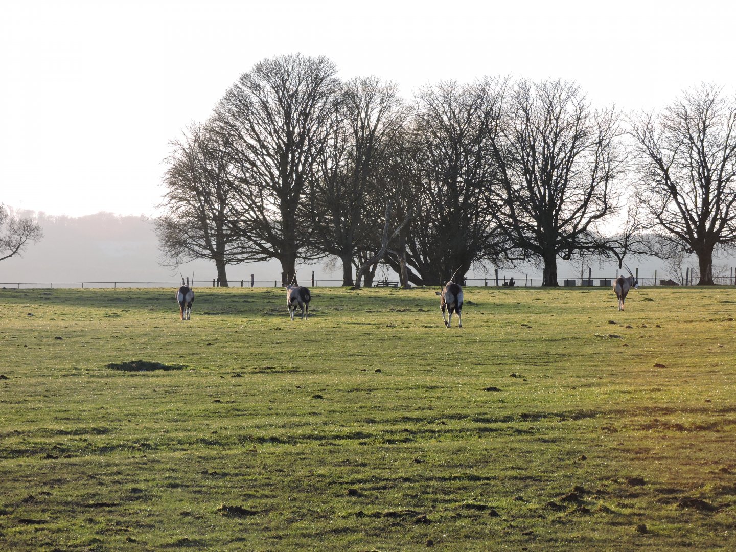 Not very good photo of the Gemsbok
