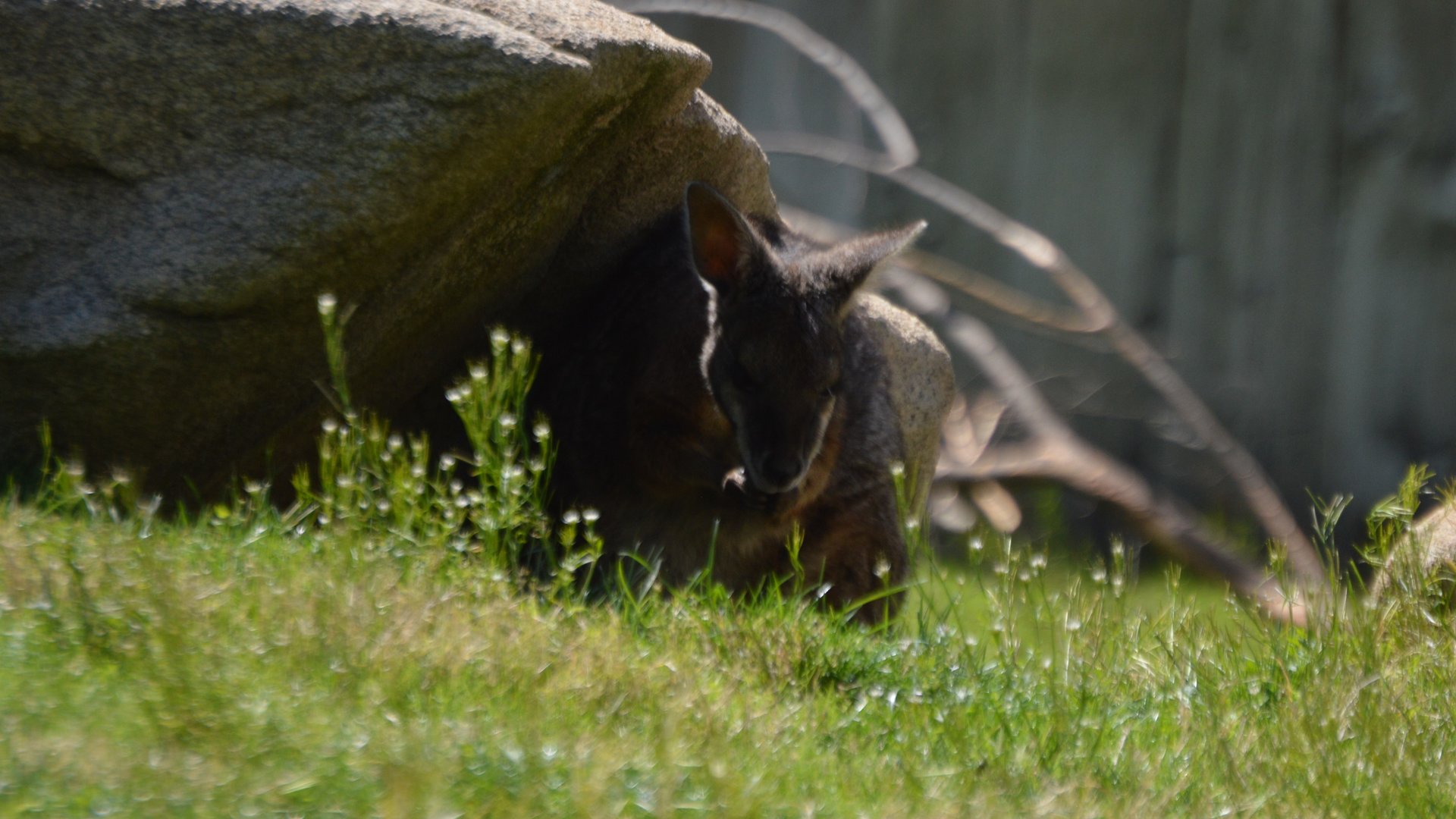 Notamacropus eugenii