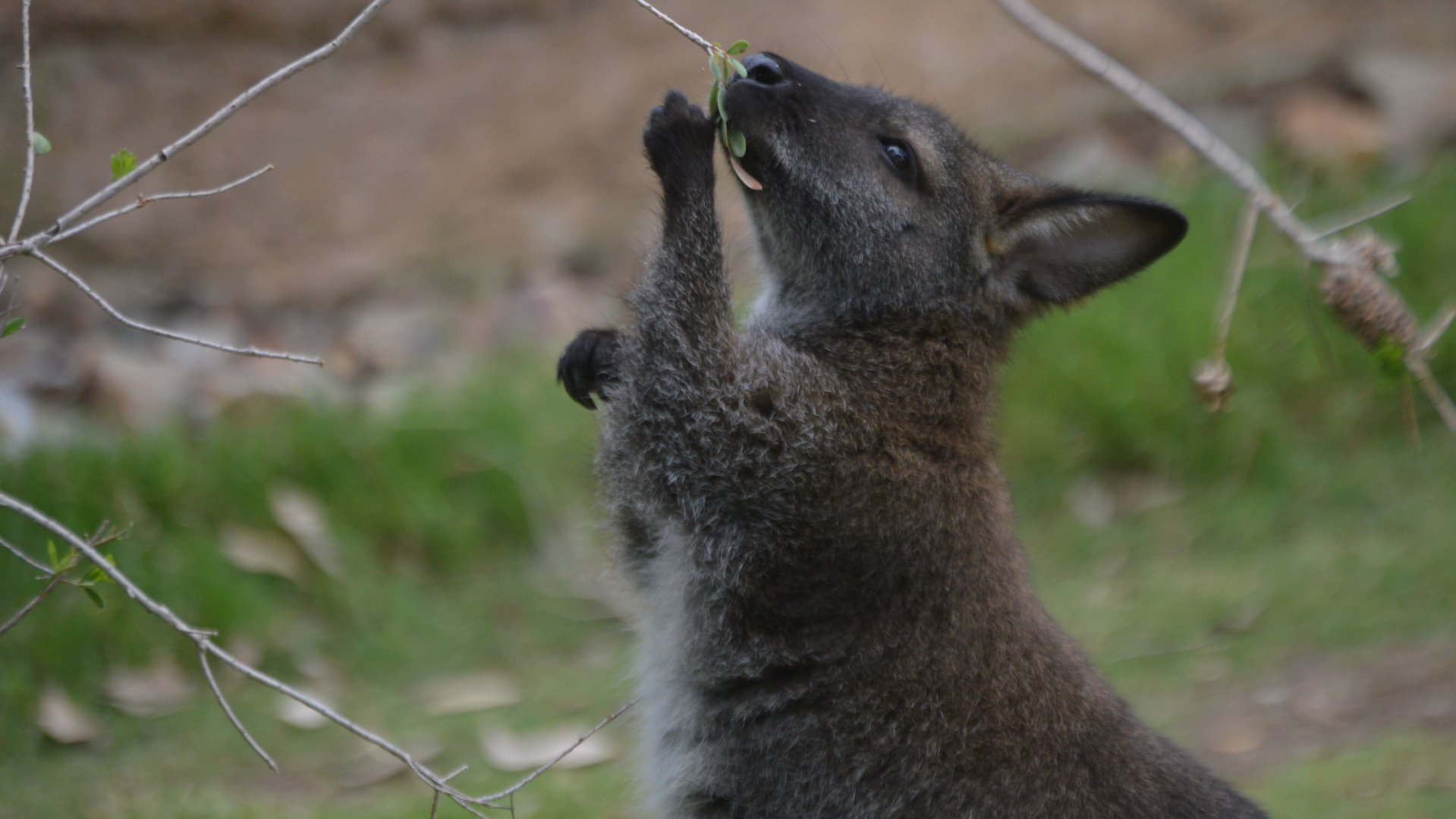 Notamacropus rufogriseus rufogriseus