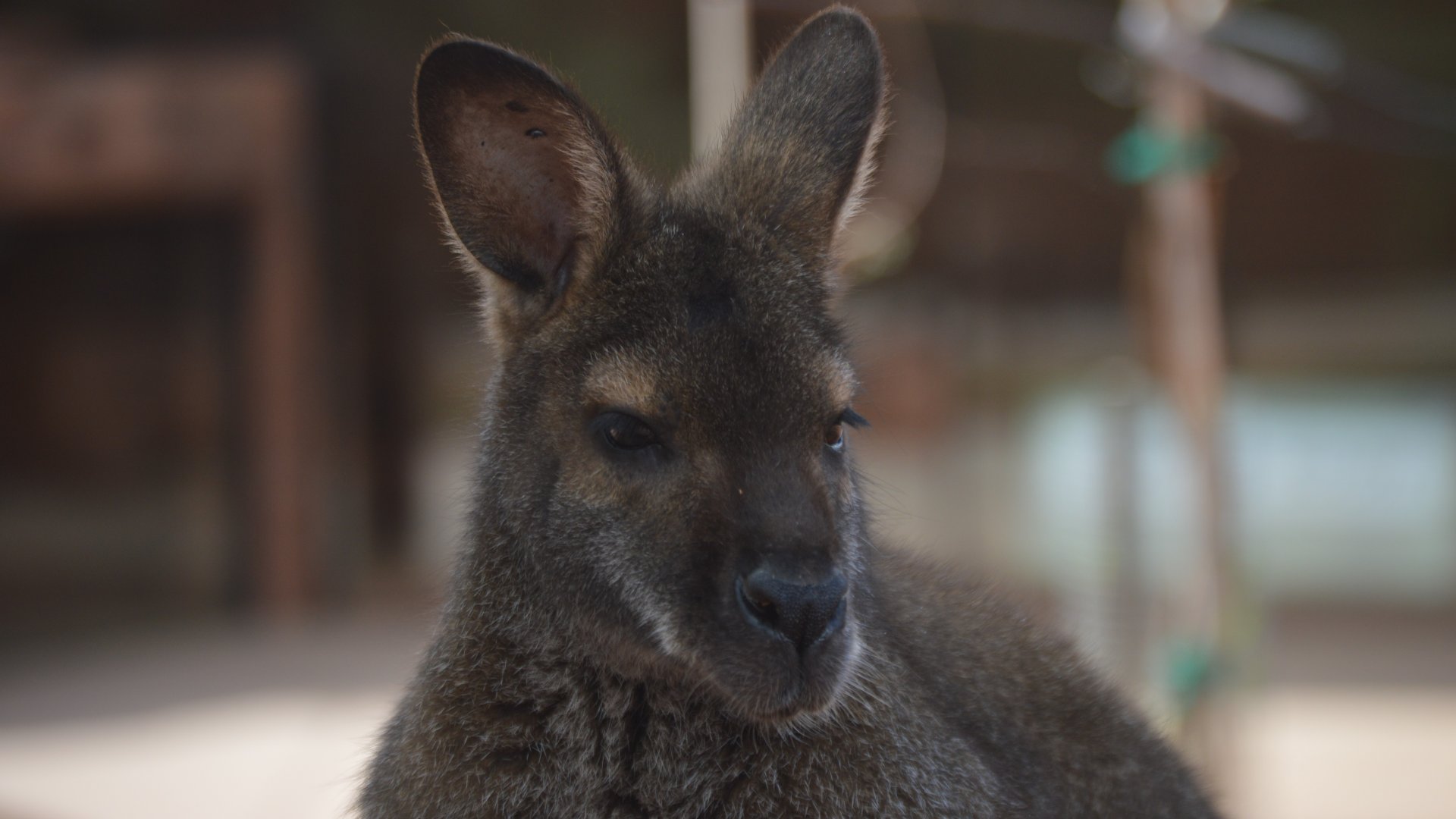 Notamacropus rufogriseus rufogriseus