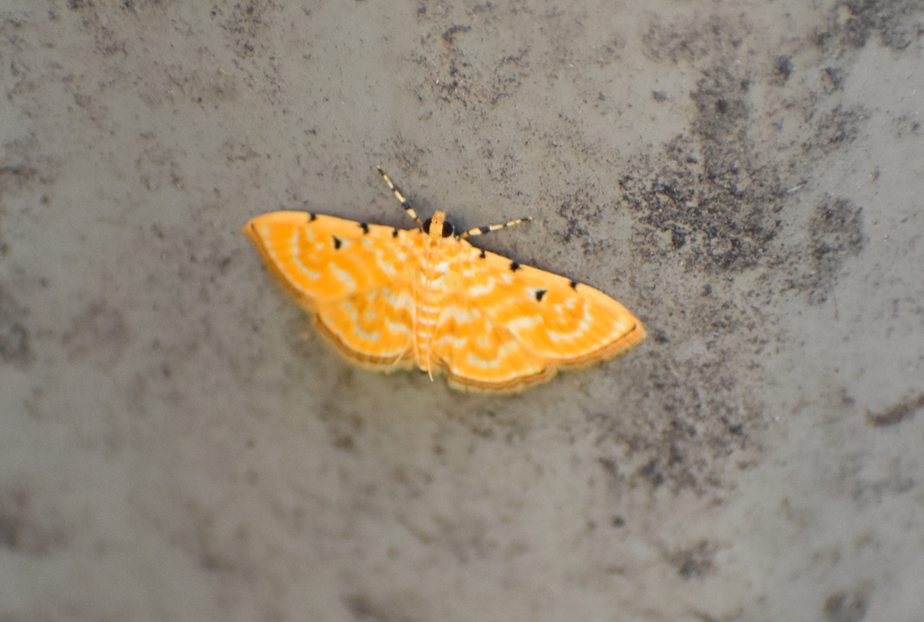 Notarcha aurolinealis