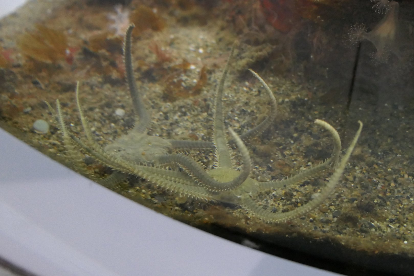 Notched Brittle Star (Ophiura sarsi)