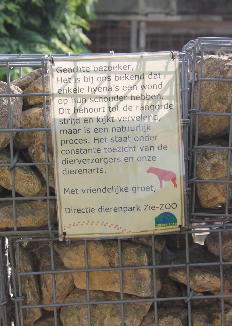 Note about wounded Hyena