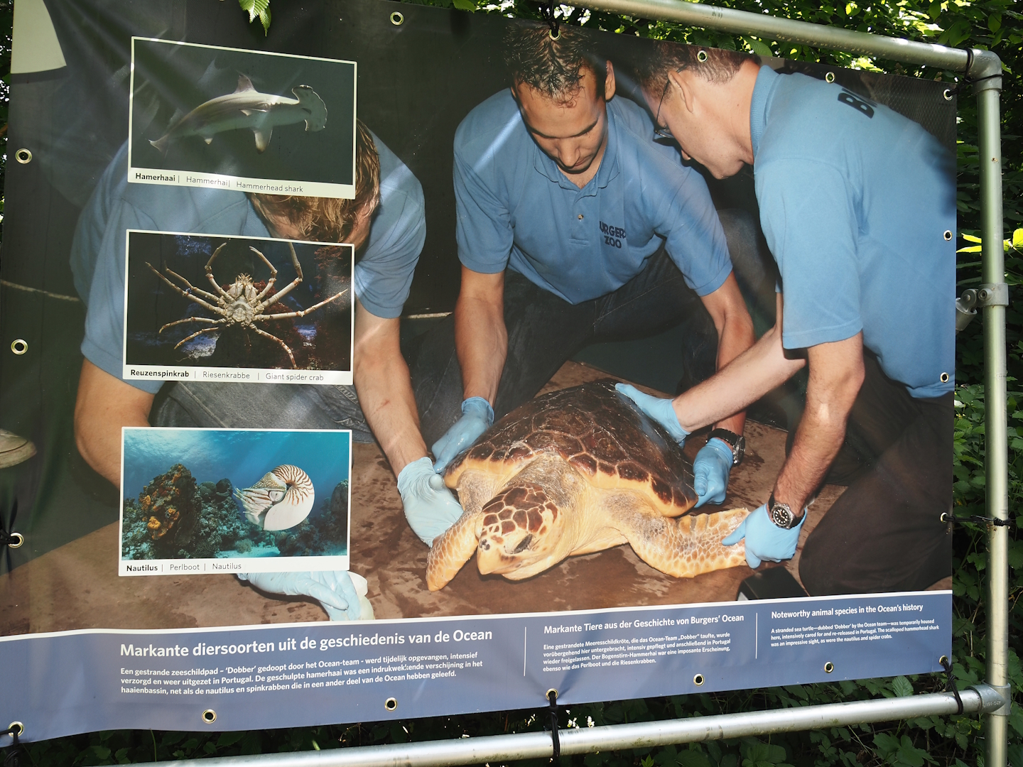 Noteworthy species kept in the history of Burgers' Ocean signage, 2025-05-17