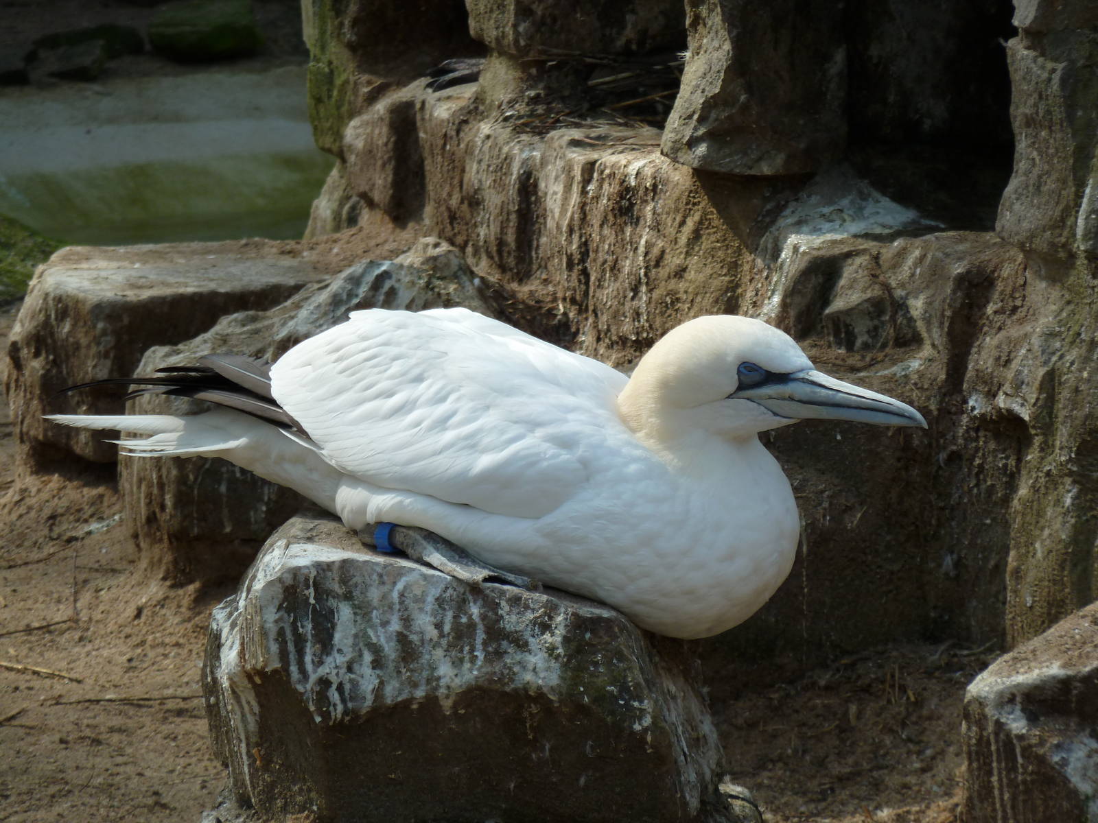 Nothern gannet