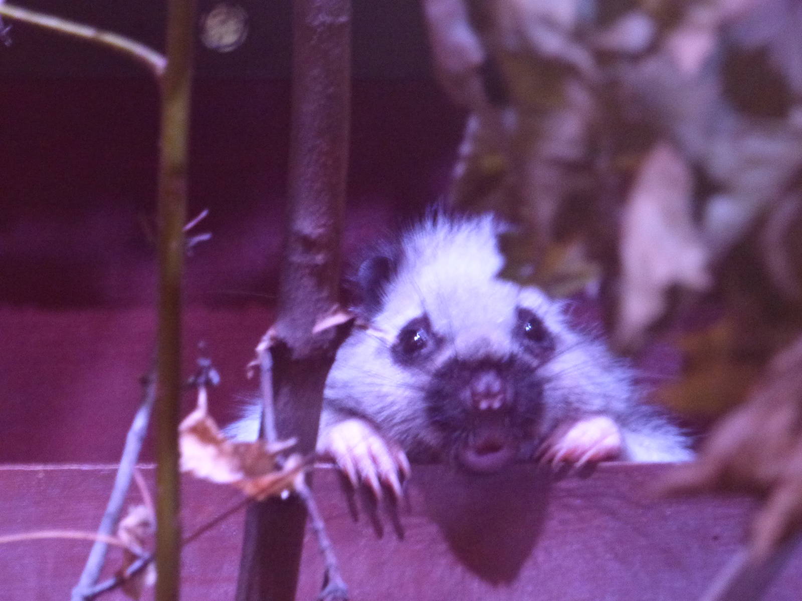 Nothern Luzon Cloud Rats