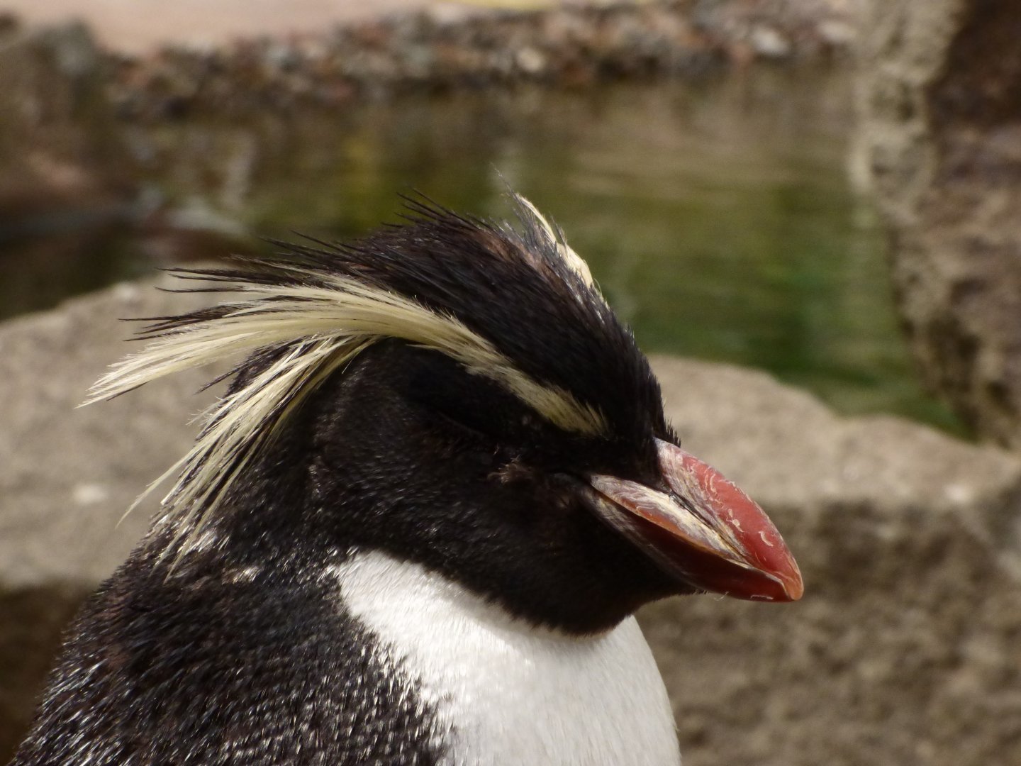 Nothern Rockhopper