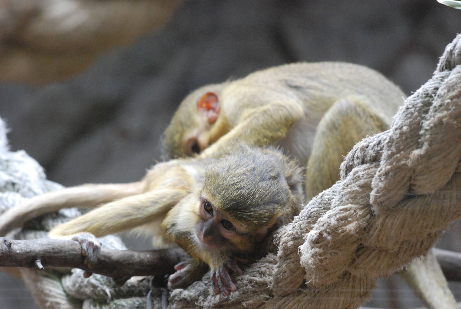 Nothern Talapoins at Barcelona, 30/05/11