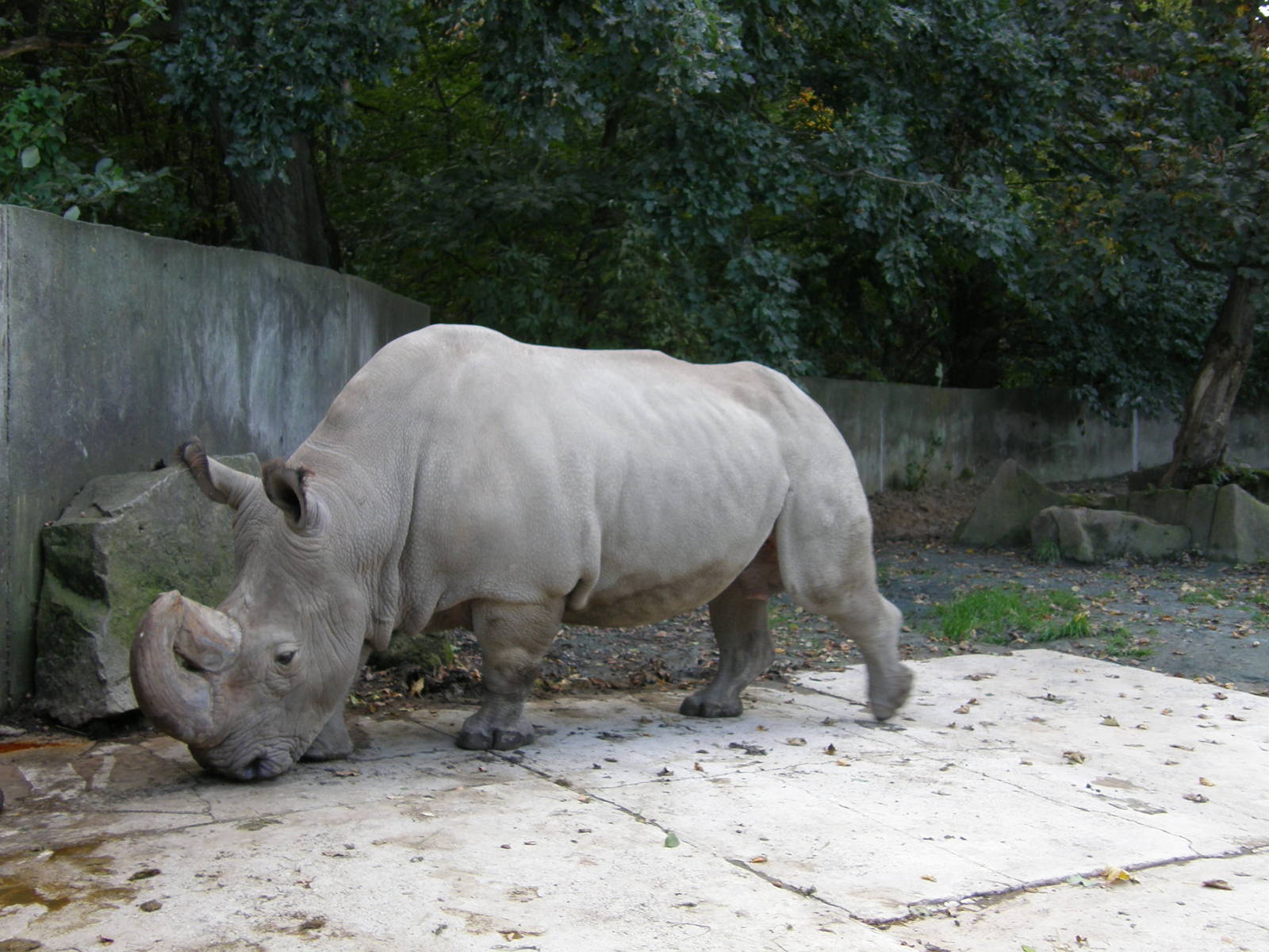 Nothern white rhinoceros/ Ceratotherium simum cottoni