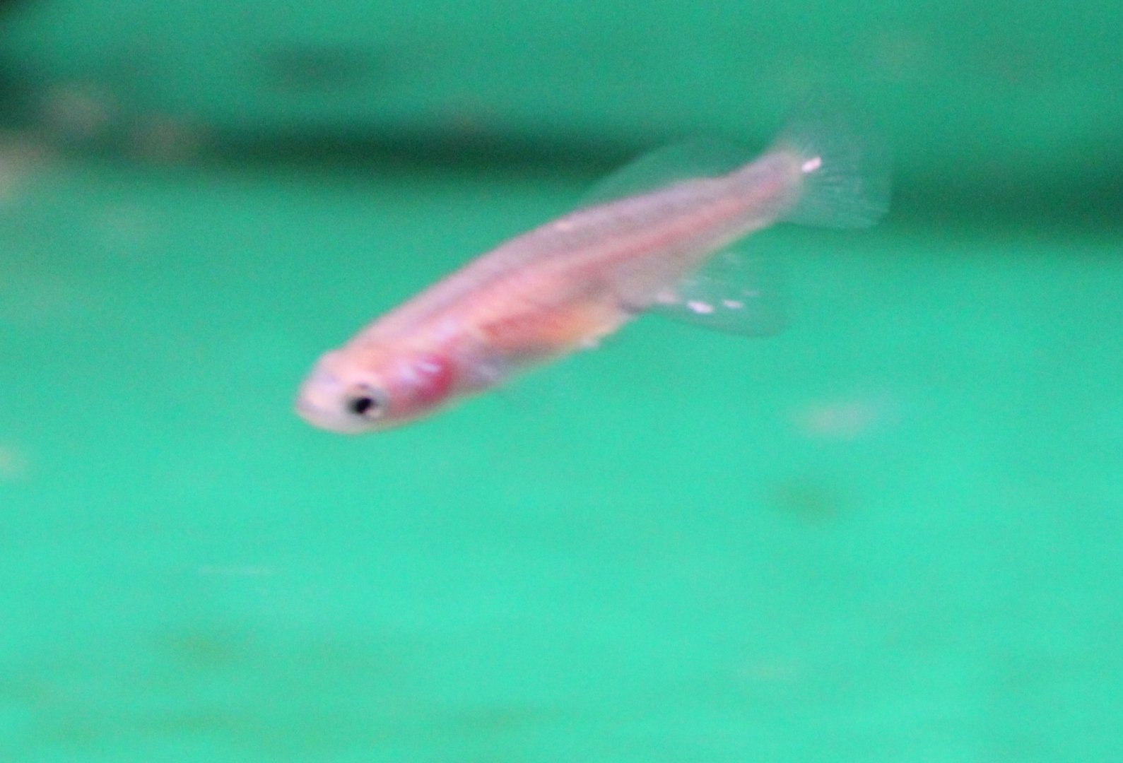 Nothobrachius rachovii beira