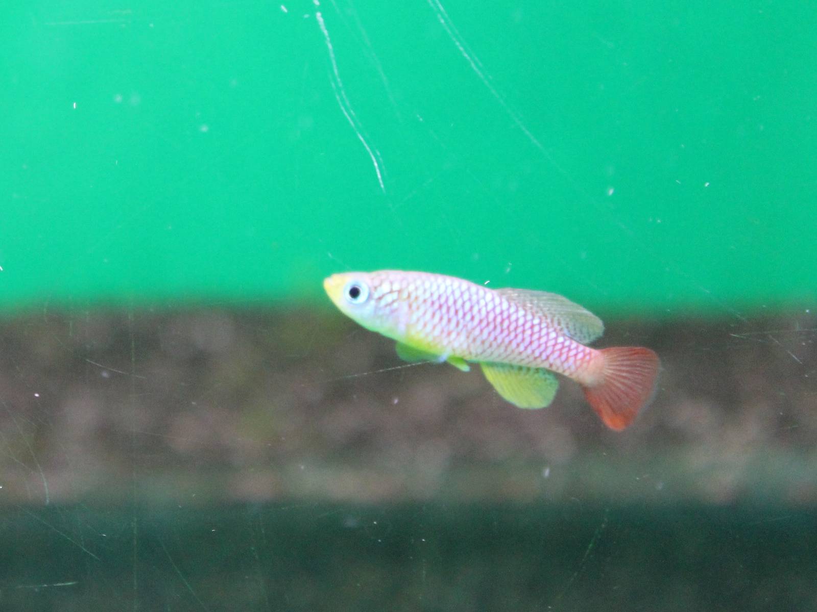 Nothobranchius foerschi