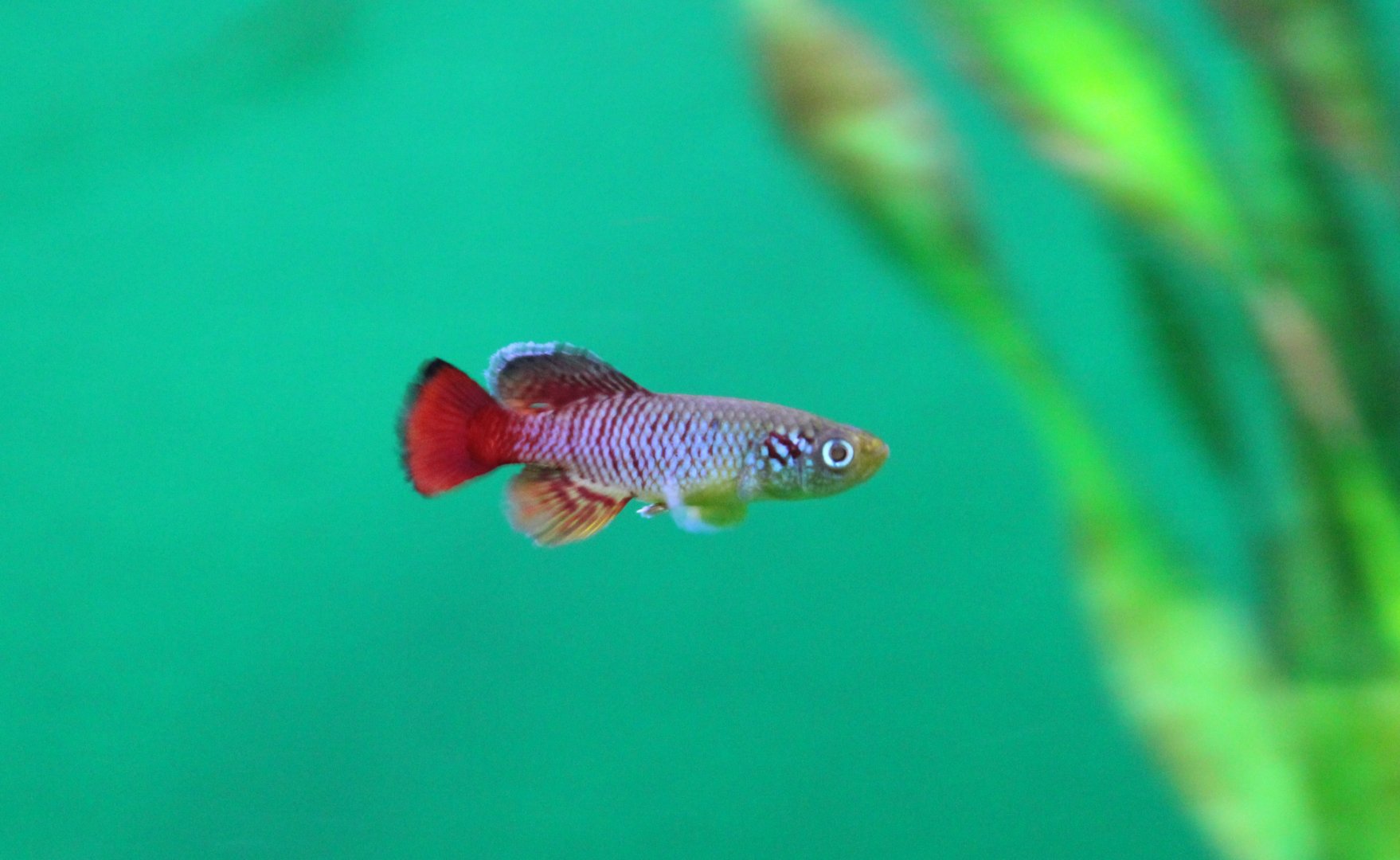 Nothobranchius guentheri