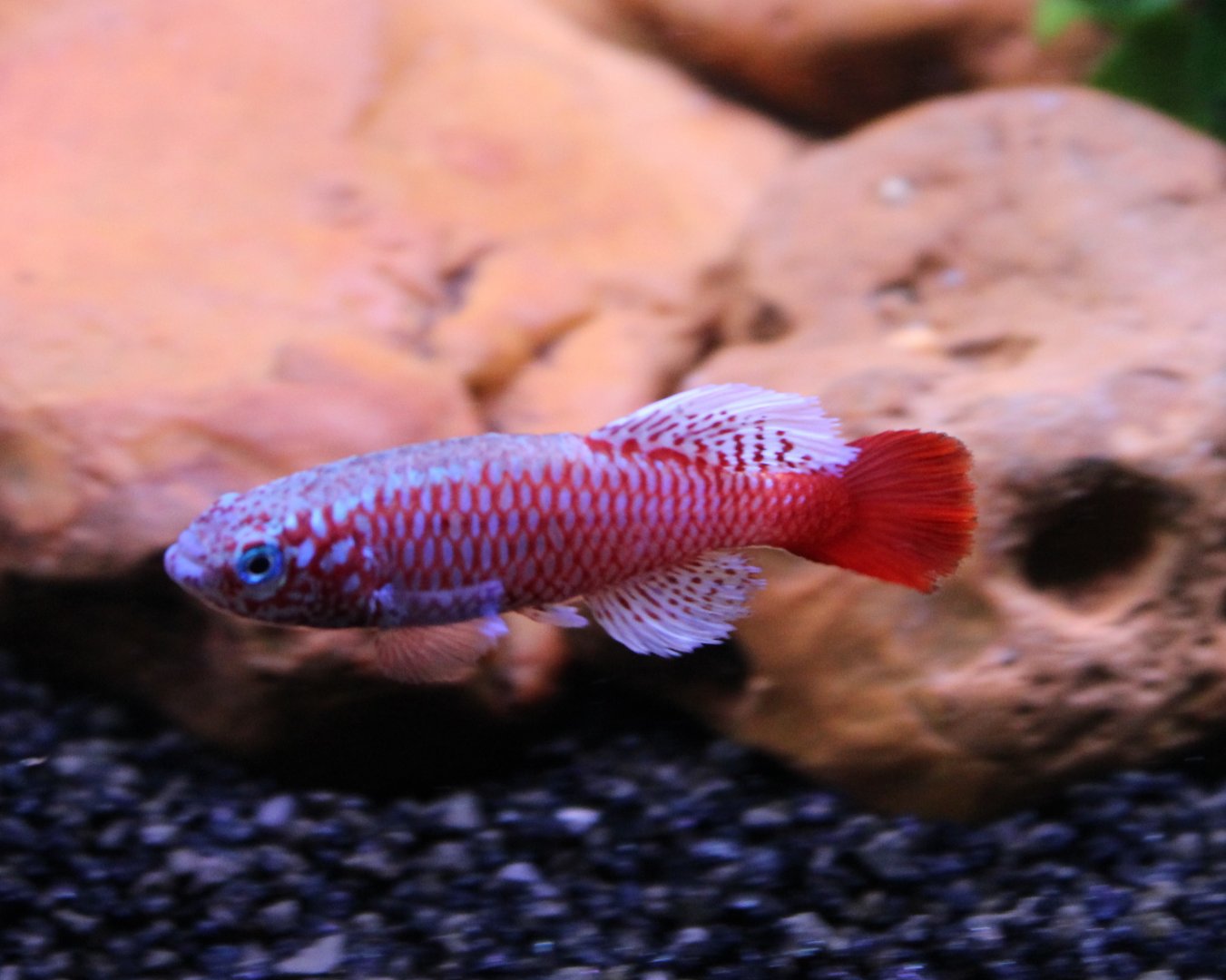 Nothobranchius kilomberoensis