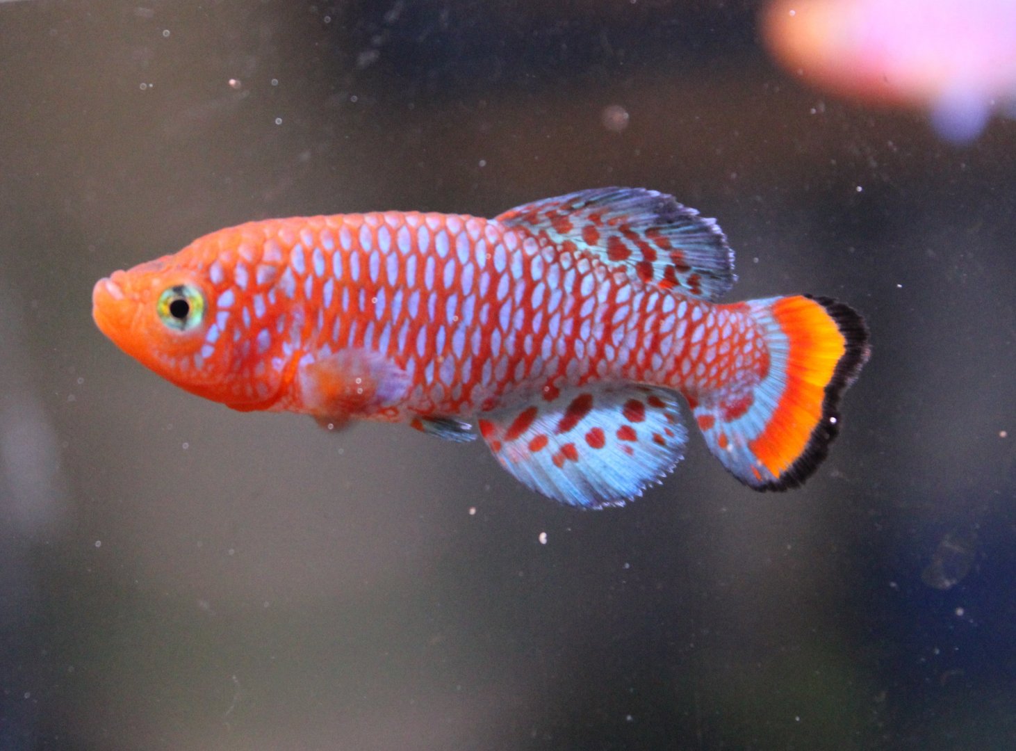 Nothobranchius rachovii