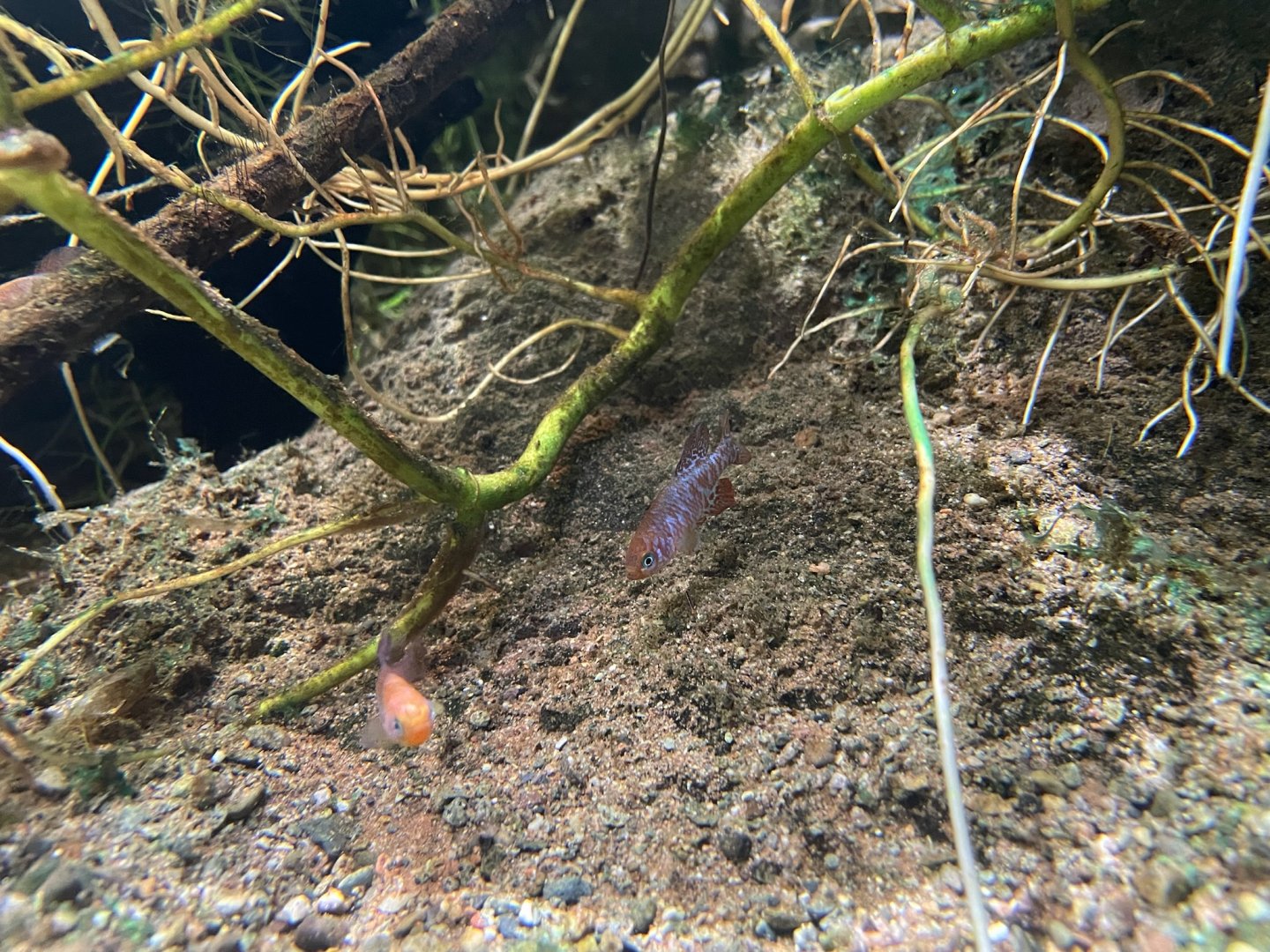 Nothobranchius sainthousei