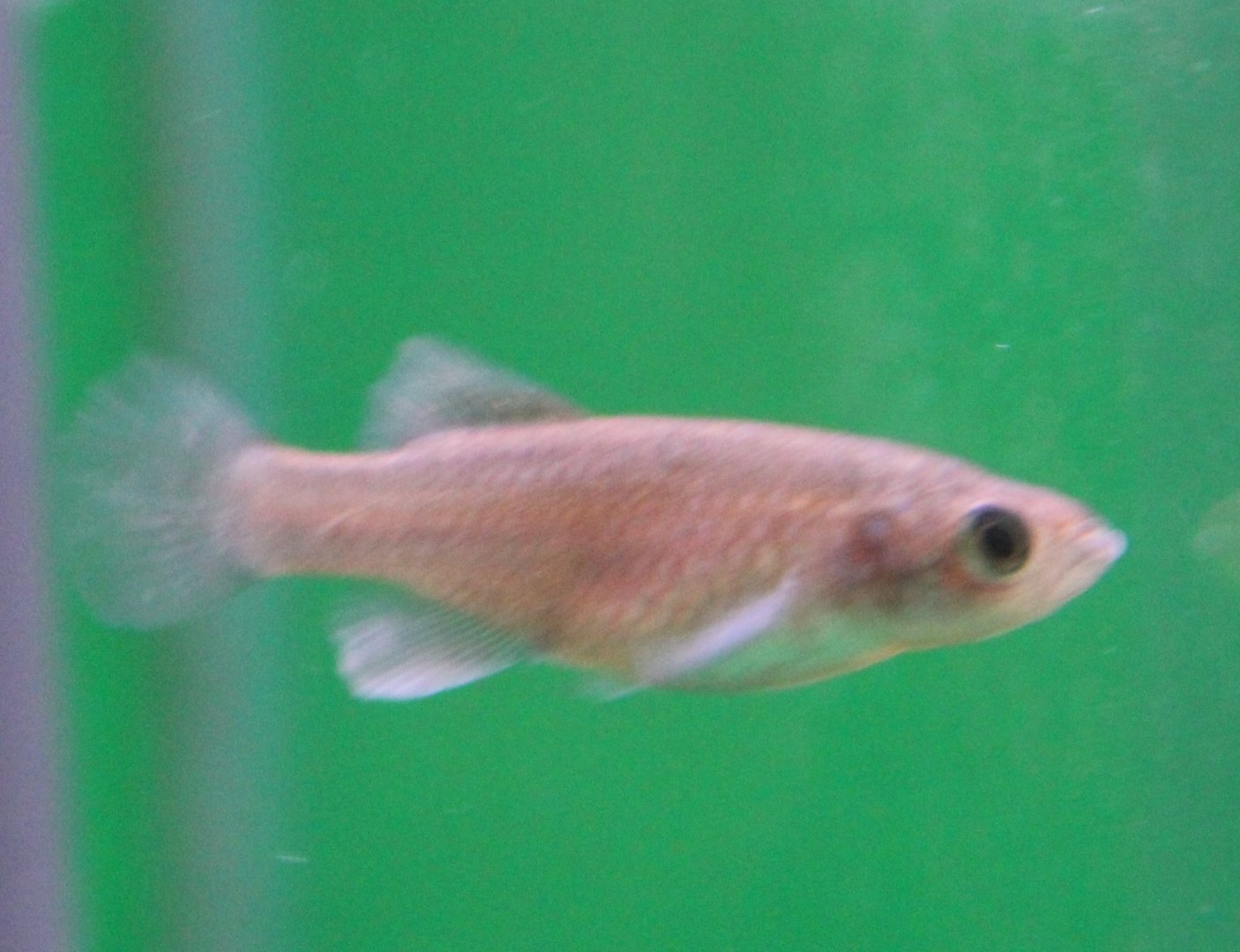 Nothobtachius rubripinnis