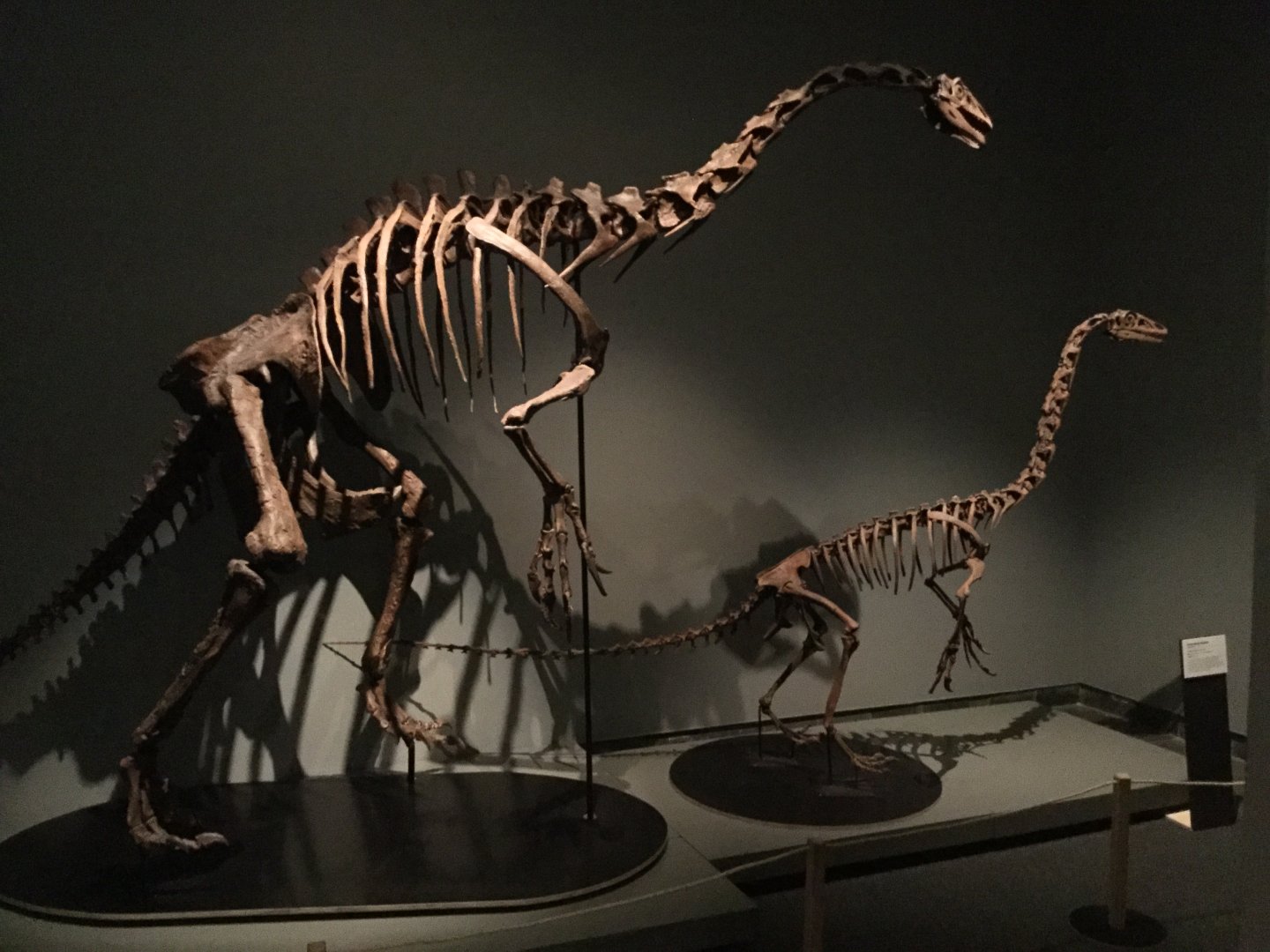 Nothronychus graffami (Skeleton)