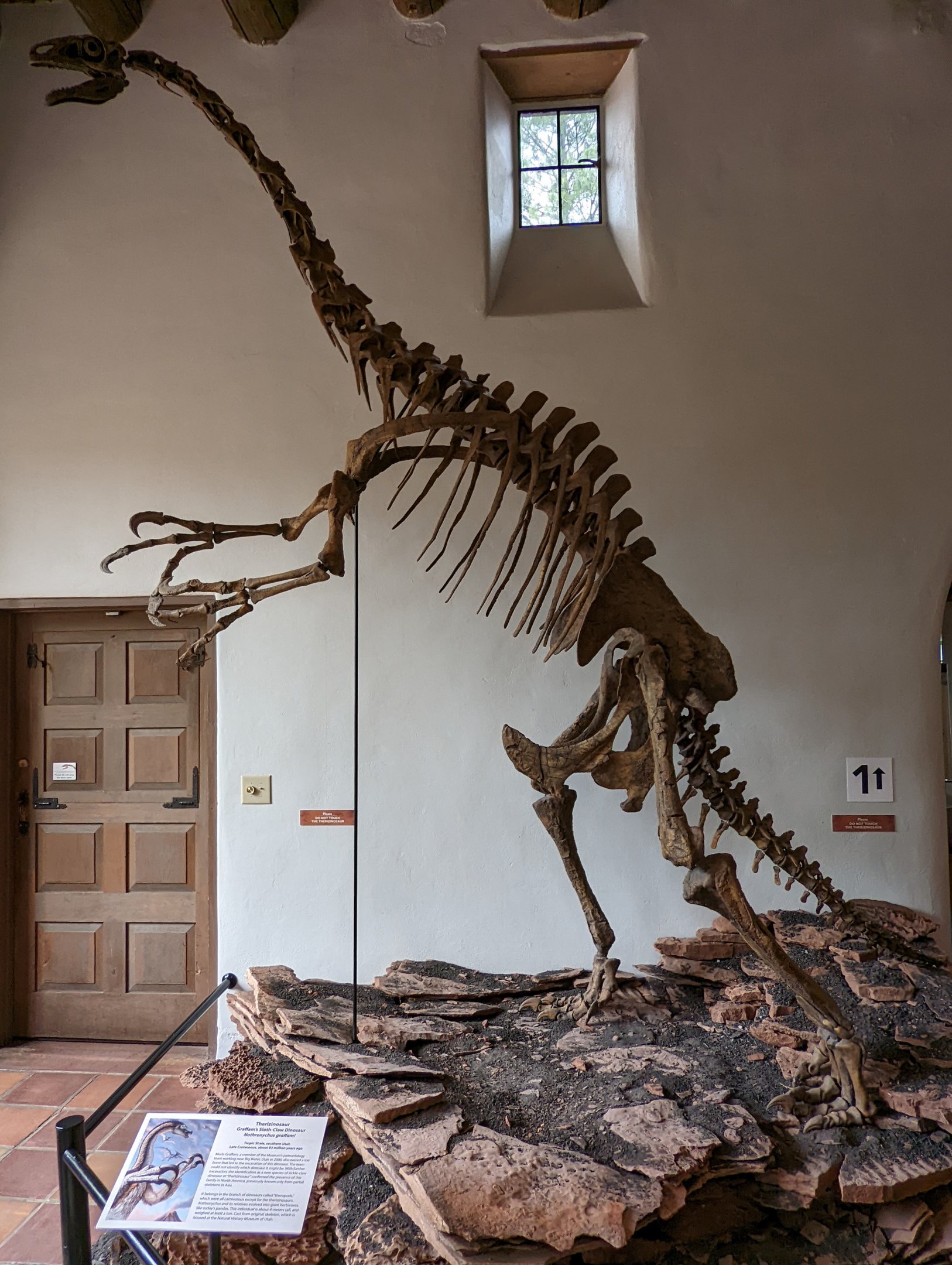 Nothronychus graffmani cast skeleton