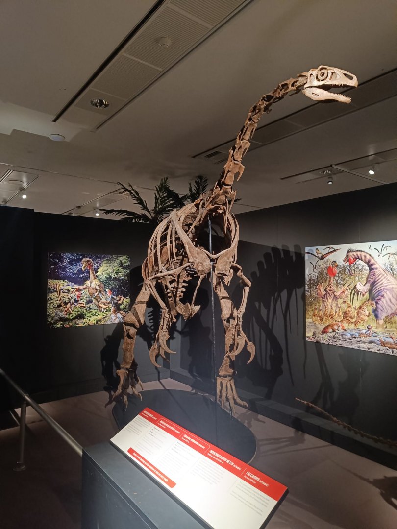 Nothronychus skeleton