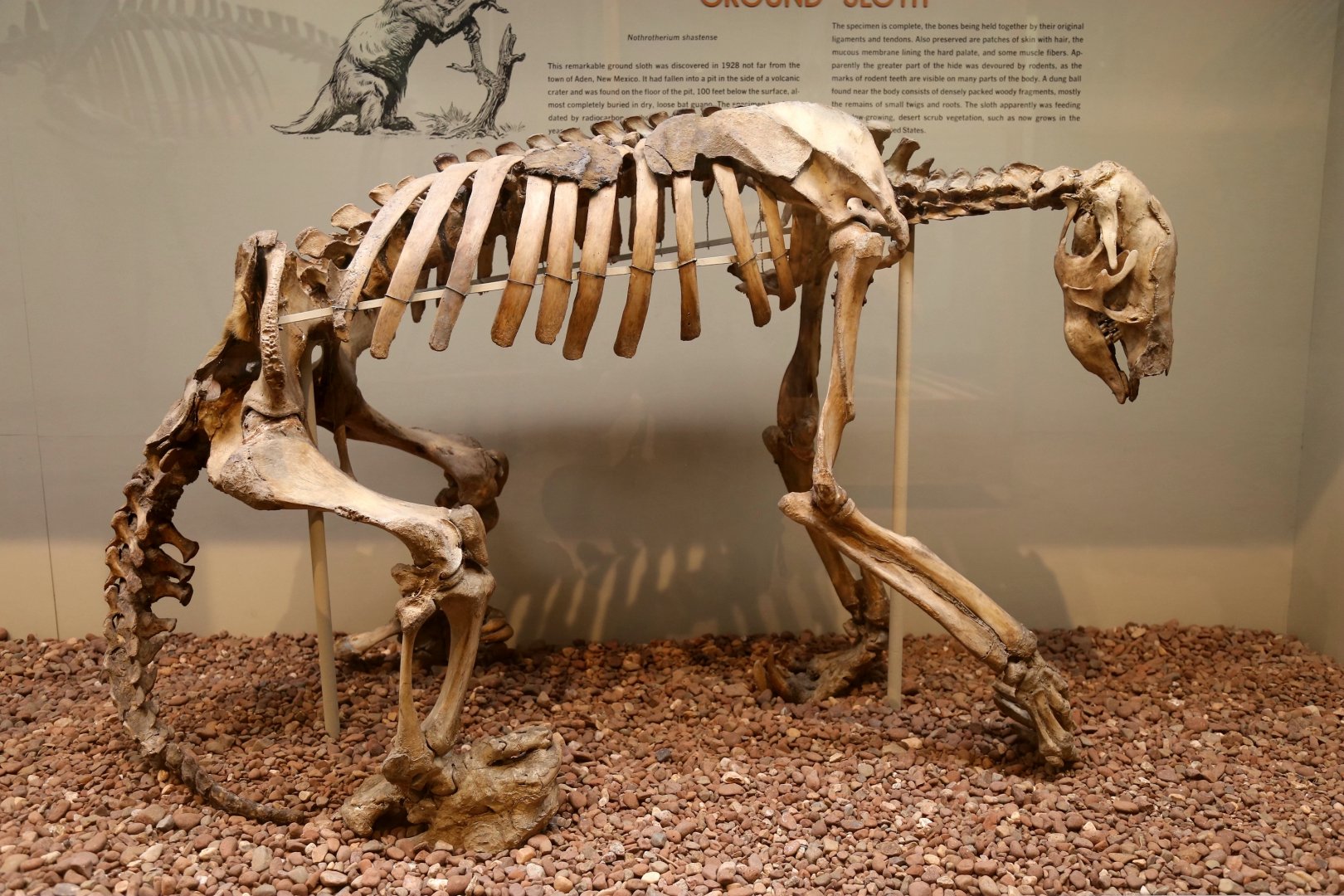 Nothrotheriops shastensis (with preserved skin!)