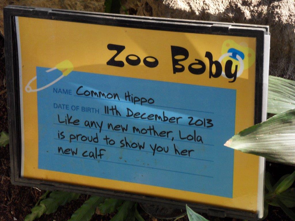 Notice about Common Hippo Calf