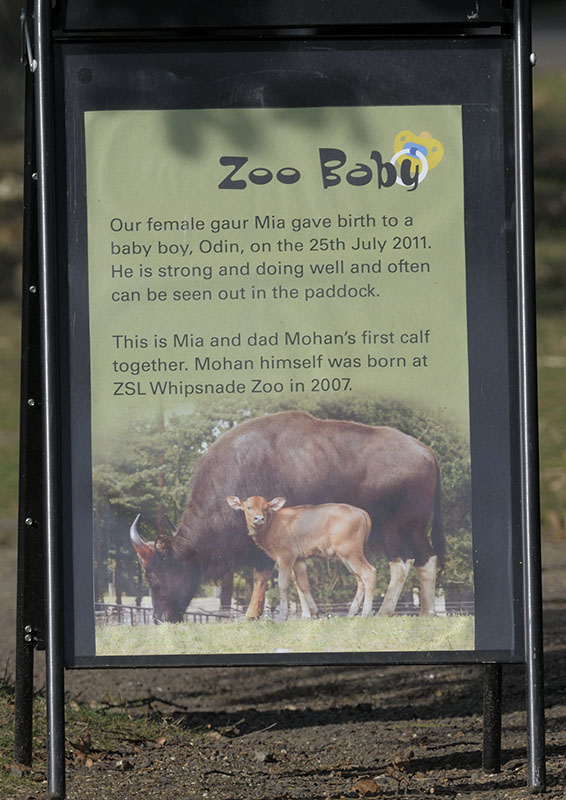 Notice about gaur calf