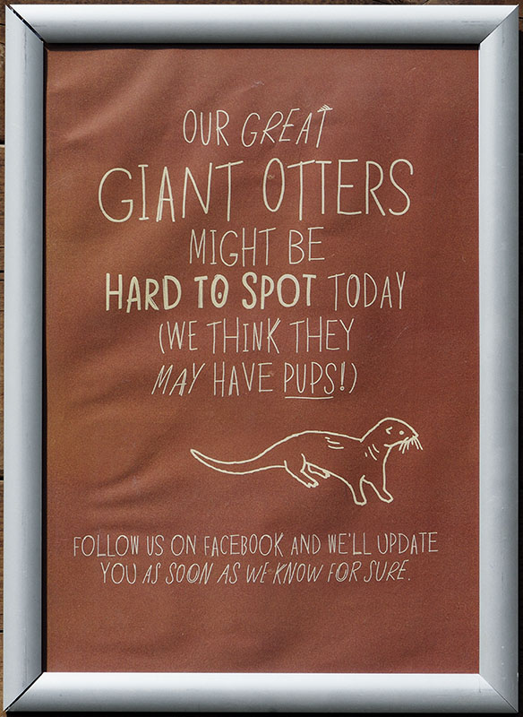 Notice about possible giant otter birth