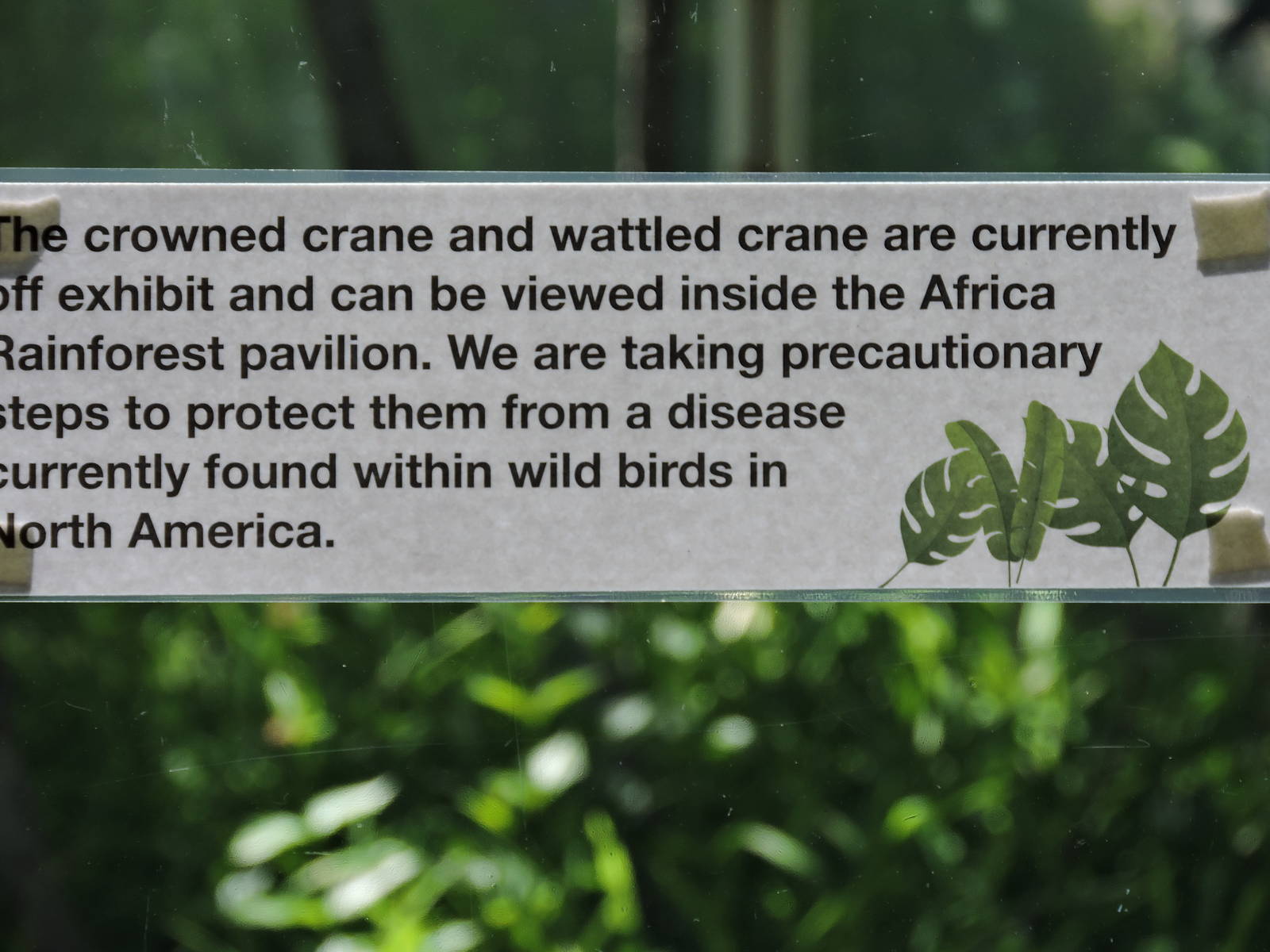 Notice about the Birds