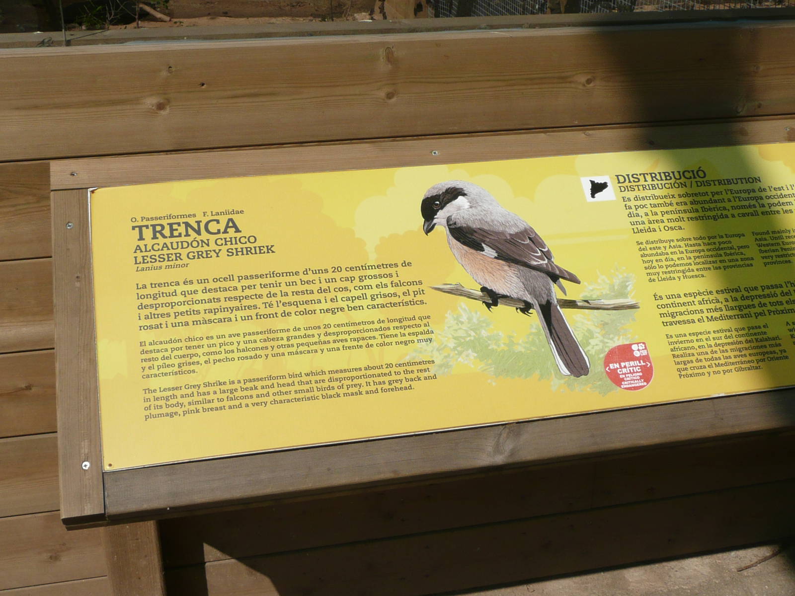 Notice on Lesser Grey Shrike aviary