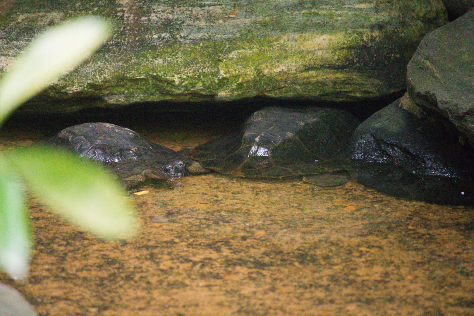 Notochelys platynota / 'Malayan Flat-Shelled Turtle'