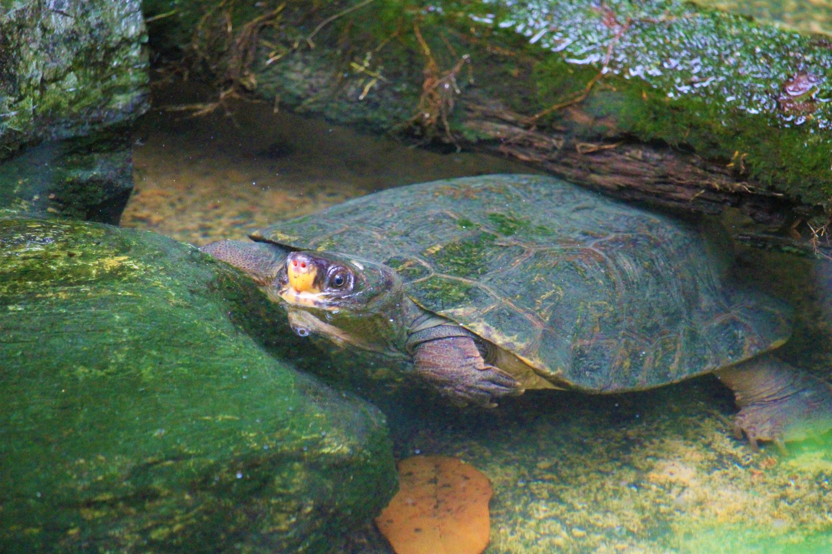 Notochelys platynota